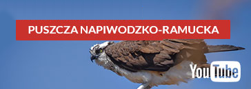 Transmisja na żywo - Puszcza Napiwodzko-Ramudzka - kliknięcie spowoduje otwarcie nowego okna